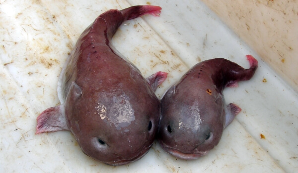 Фото: Рыба-капля плавает