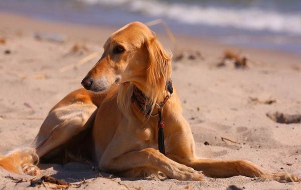 Салюки-собака-Описание-особенности-виды-уход-и-содержание-породы-салюки-10