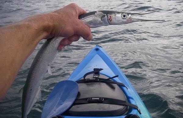 Sargan-ryba-Описание-особенности-виды-образ-жизни-и-среда-обитания-рыбы-сарган-10