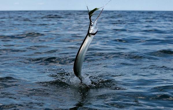 Sargan-ryba-Описание-особенности-виды-образ-жизни-и-среда-обитания-рыбы-сарган-11