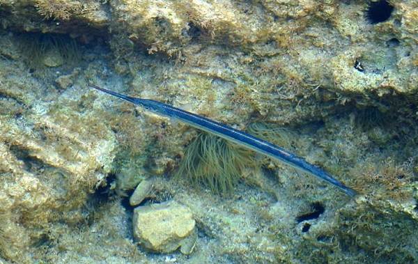 Sargan-ryba-Описание-особенности-виды-образ-жизни-и-среда-обитания-рыбы-сарган-5