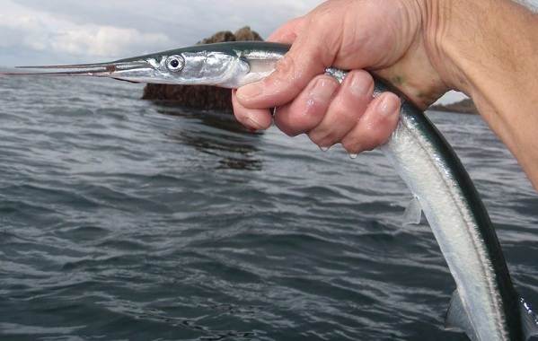 Сарганская рыба