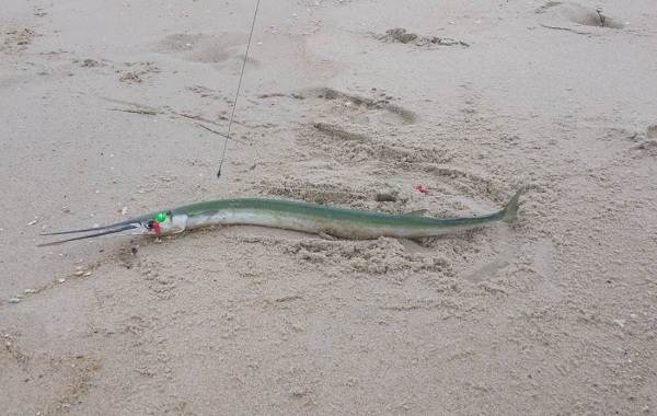 Sargan-ryba-Описание-особенности-виды-образ-жизни-и-среда-обитания-рыбы-сарган-7