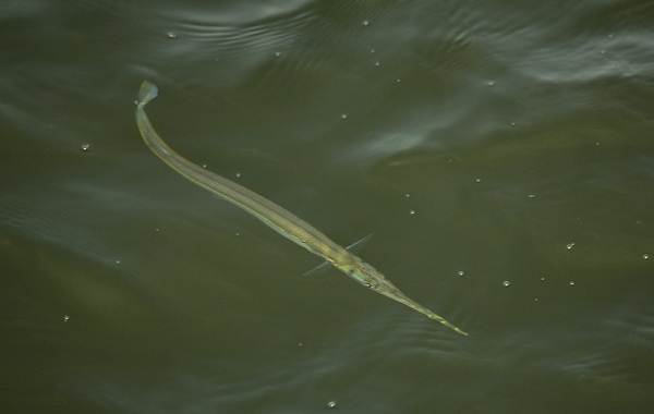 Сарганская рыба