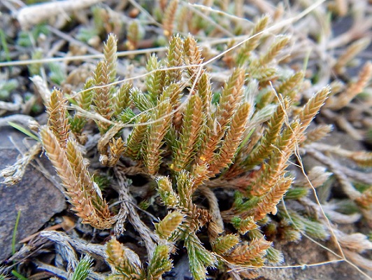 Животные, занесенные в Красную книгу Красноярского края - названия, описание