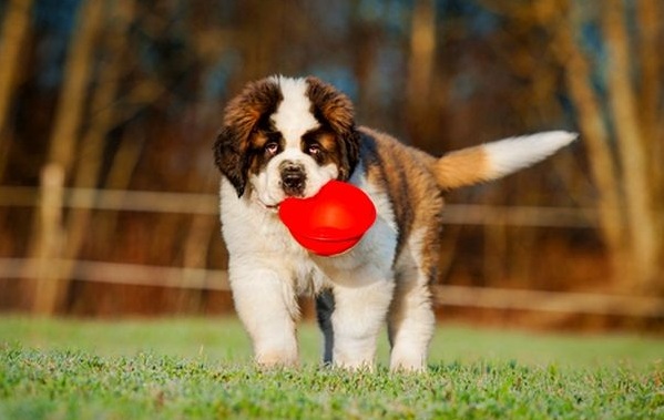 Сенбернар-собака-Описание-функции-уход-и-содержание-St. Бернар-18