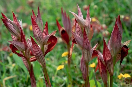 Красная книга Краснодарского края