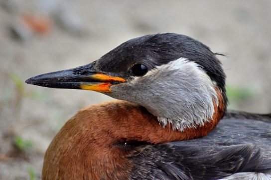 Животные и растения Алтайского края, занесенные в Красную книгу
