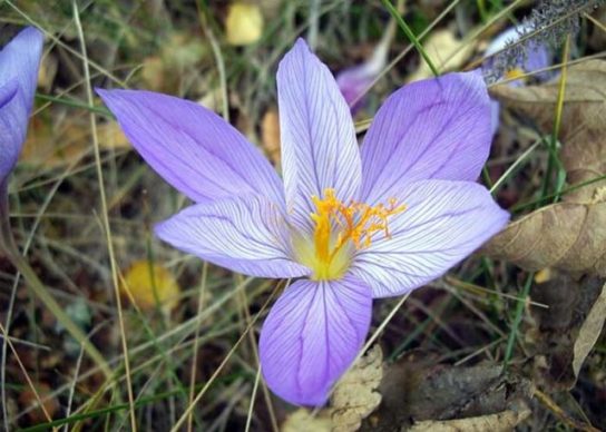 Крымские эндемичные растения и животные