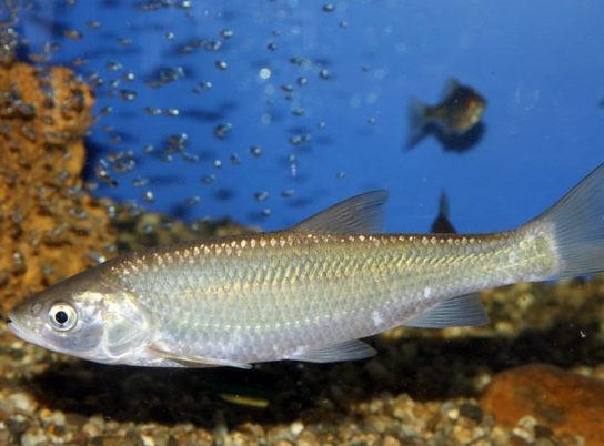 Красная книга Краснодарского края