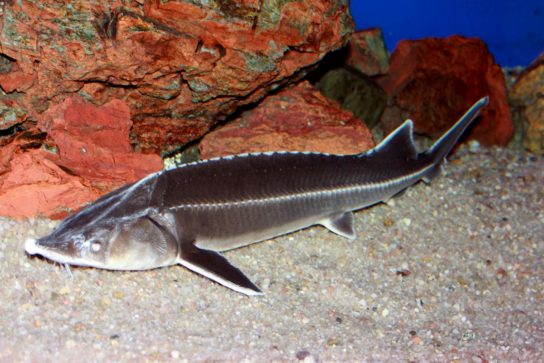 Красная книга Краснодарского края