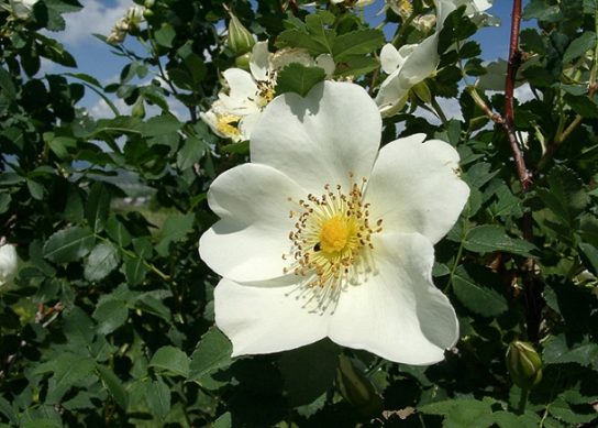 Животные, занесенные в Красную книгу Красноярского края - названия, описание