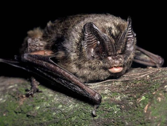 Красная книга Краснодарского края