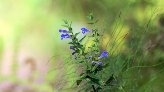 Животные, занесенные в Красную книгу Красноярского края - названия, описание