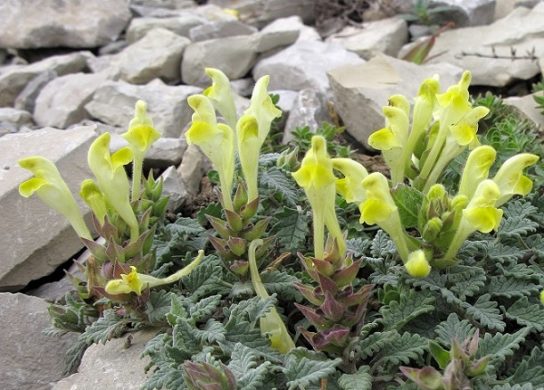 Красная книга Краснодарского края