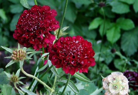 Красная книга Краснодарского края