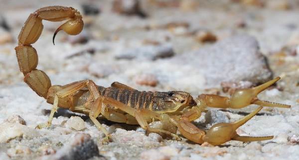 Скорпион-животные-описание-особенности-виды-образ жизни-и-среда обитания-скорпиона-17