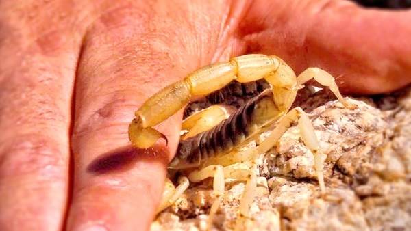 Скорпион-животные-описание-особенности-виды-образ жизни-и-среда обитания-скорпион-20