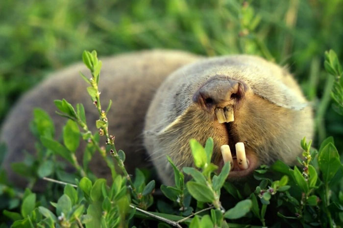 Как отличить слепыша от крота: строение тела, образ жизни и размножение животных