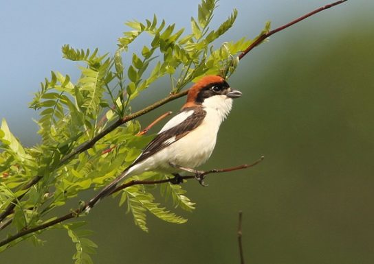 Крымские эндемичные растения и животные