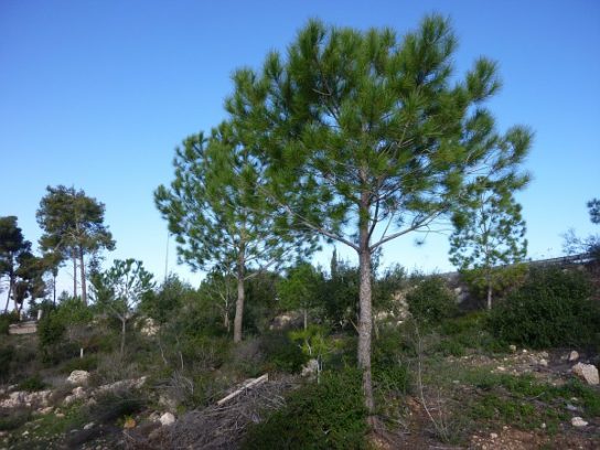 Крымские эндемичные растения и животные