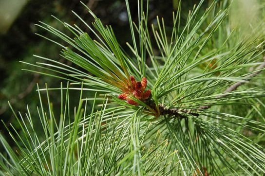 Животные, занесенные в Красную книгу Красноярского края - названия, описание