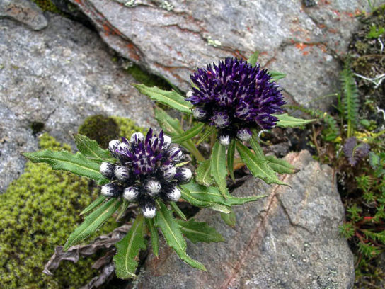 Животные, занесенные в Красную книгу Красноярского края - названия, описание