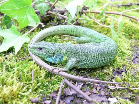 Красная книга Краснодарского края