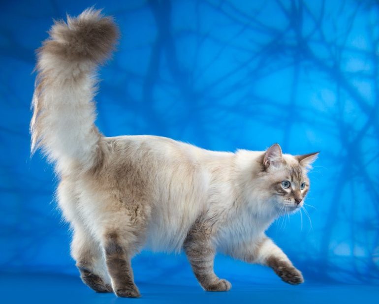 Стандарты породы Смотреть