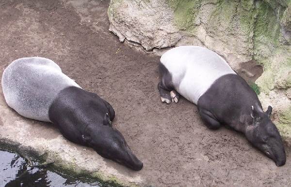 Тапир-животное-Описание-особенности-виды-образ-жизни-и-среда-обитания-тапира-2