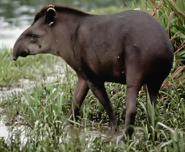 Тапир-животное-Описание-особенности-виды-образ-жизни-и-среда-обитания-тапира-4