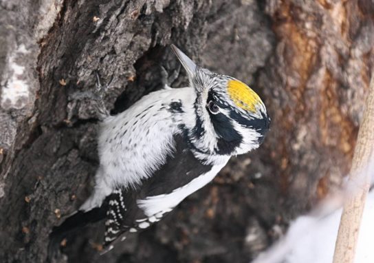 Животные Тайги