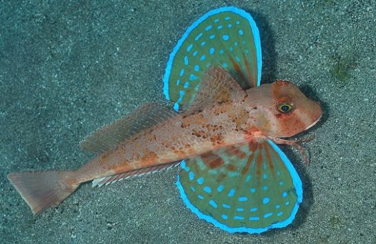 Красная книга Краснодарского края