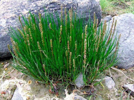 Крымские эндемичные растения и животные