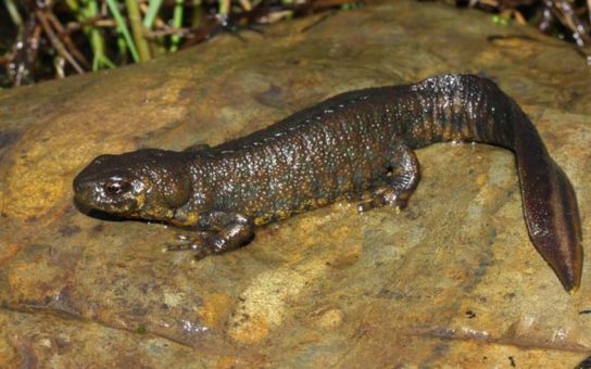 Красная книга Краснодарского края