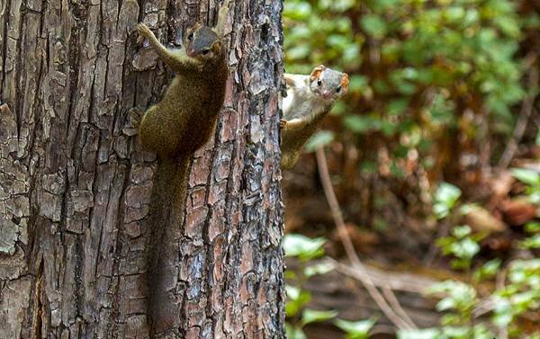 Тупайя-животное-Описание-особенности-виды-образ-жизни-и-среда-бытия-тупайи-13
