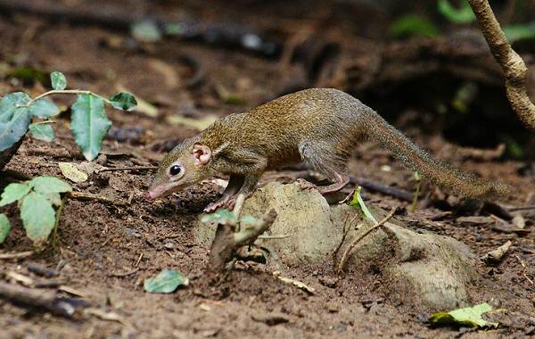 Тупайя-животное-Описание-особенности-виды-образ-жизни-и-среда-бытия-тупайи-14