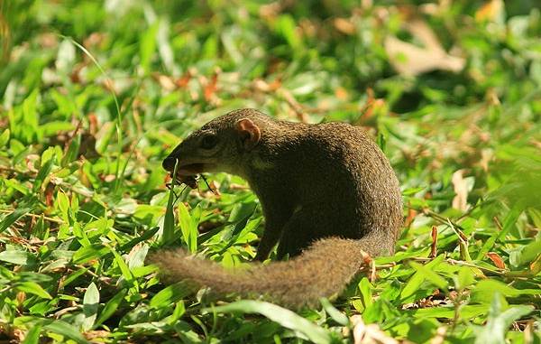 Тупайя-животное-Описание-особенности-виды-образ-жизни-и-среда-бытия-тупайи-15