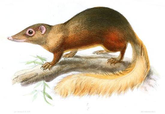 Тупайя-животное-Описание-особенности-виды-образ-жизни-и-среда-бытия-тупайи-17