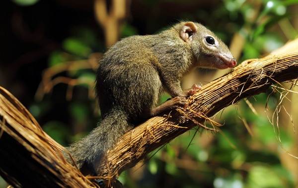 Тупайя-животное-Описание-особенности-виды-образ-жизни-и-среда-бытия-тупайи-18