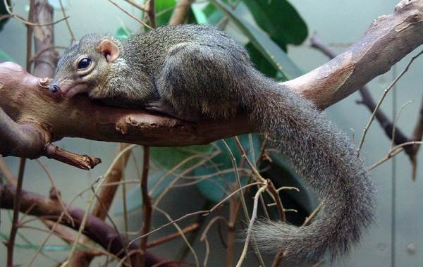 Тупайя-животное-Описание-особенности-виды-образ-жизни-и-среда-бытия-тупайи-19