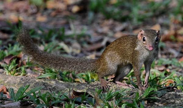 Тупайя-животное-Описание-особенности-виды-образ-жизни-и-среда-бытия-тупайи-7