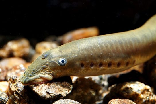 Красная книга Ставропольского края