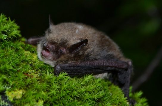 Крымские эндемичные растения и животные