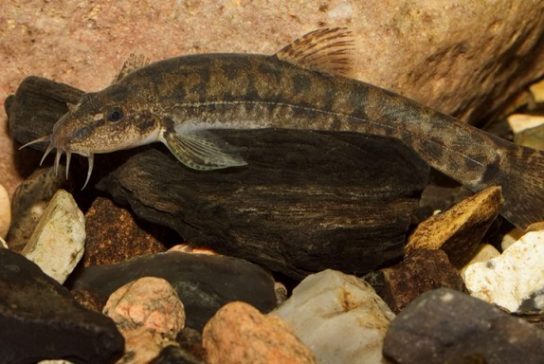 Красная книга Краснодарского края