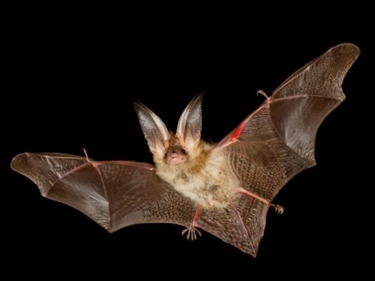 Крымские эндемичные растения и животные