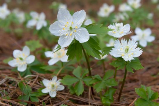 Животные, занесенные в Красную книгу Красноярского края - названия, описание