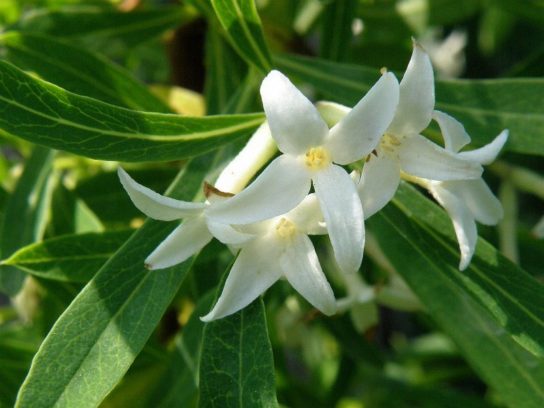 Крымские эндемичные растения и животные