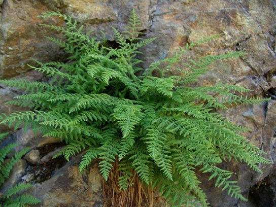 Красная книга Краснодарского края