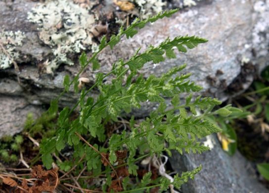 Животные, занесенные в Красную книгу Красноярского края - названия, описание